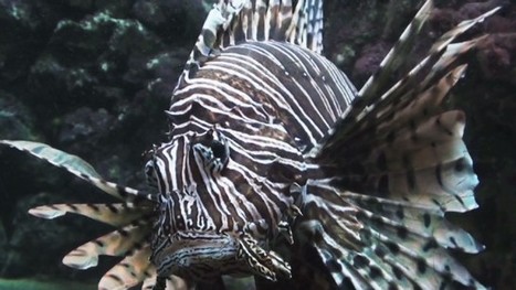 VIDEO: Lionfish infestation - an unstoppable epidemic? Can Wipe Out Coral Reefs | OUR OCEANS NEED US | Scoop.it