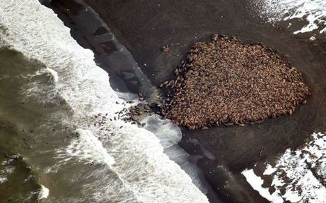 35,000 walrus come ashore in northwest Alaska | Coastal Restoration | Scoop.it