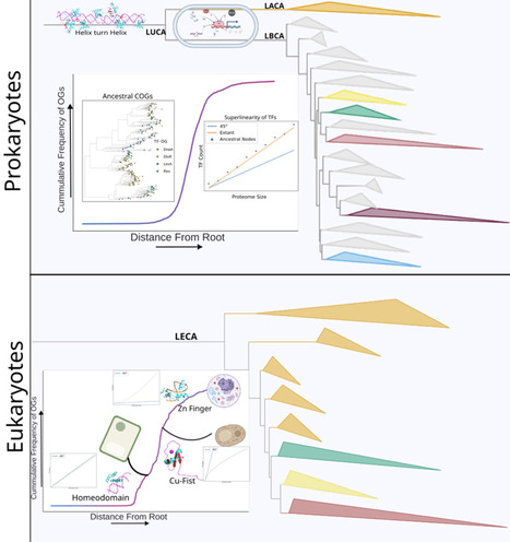 Early evolution of the prokaryotic transcription factor repertoire | brve | RMH | Scoop.it