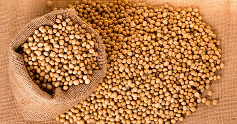 Bunge invests in new soya protein plant in USA as demand for plant… | ITERG - Veille sectorielle | Scoop.it