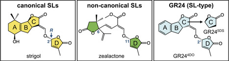 Recent progress in strigolactone biosynthesis and transport in Arabidopsis and rice | jeb | RMH | Scoop.it