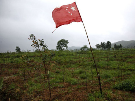 Sino-Forest: An expensive lesson in investing | Timberland Investment | Scoop.it