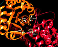 Conservation of transcription factor binding specificities across 600 million years of bilateria evolution | Genetics - GEG Tech top picks | Scoop.it