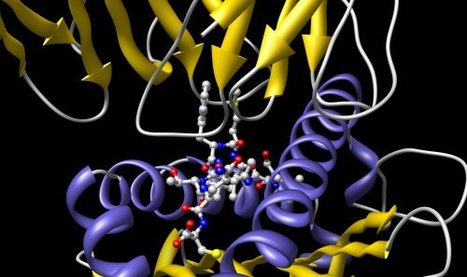 Cancer patient cured with his own immune system | Amazing Science | Scoop.it