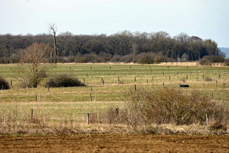Agroforesterie, bio : face au d&eacute;fi climatique, l'agriculture en qu&ecirc;te d'un nouveau mod&egrave;le | Pour innover en agriculture | Scoop.it