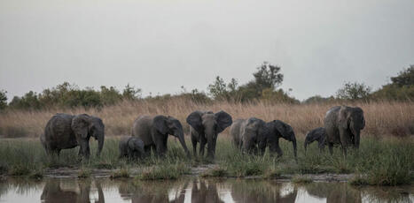 Comment le changement climatique menace l'alimentation des éléphants dans les savanes d'Afrique de l'Ouest | Ecosystèmes Tropicaux | Scoop.it