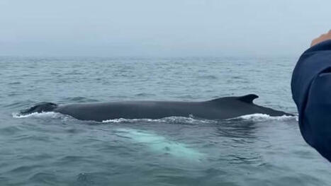 Tour boat's close encounter with humpback whale captured on video | CBC News | Soggy Science | Scoop.it