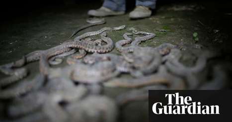 Risky business: China's snake farmers cash in on global venom market | Business | The Guardian | Development Economics | Scoop.it