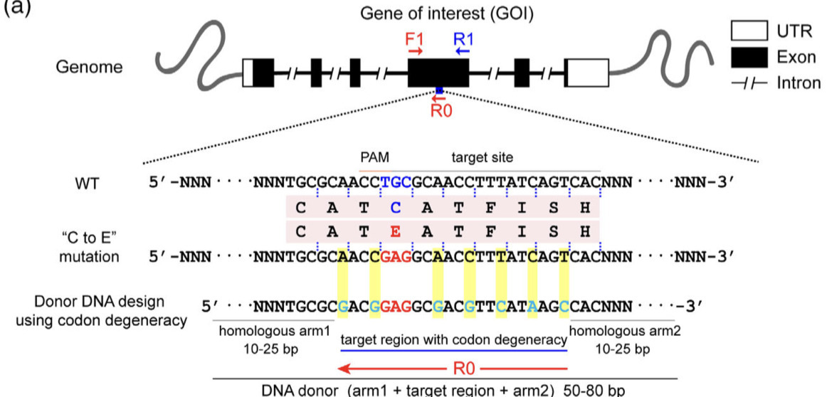 Utilizing codon degeneracy in the design of don...