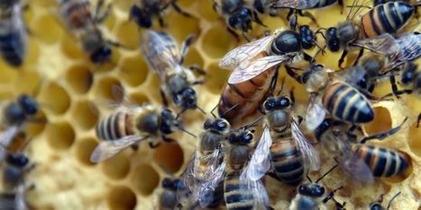 Les insecticides néonicotinoïdes tueurs d’abeilles… et d’humains ? | Biodiversité | Scoop.it