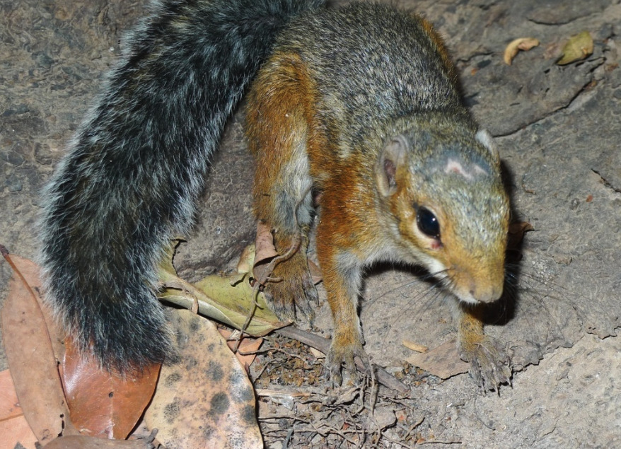 Fire-Footed Rope Squirrels Identified as a Natu...