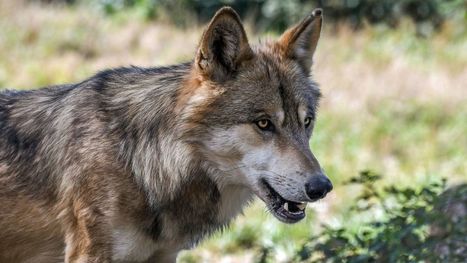 Loups : la carte des attaques avérées en Bourgogne-Franche-Comté | Biodiversité | Scoop.it