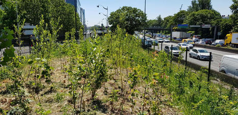 Le boom des mini-for&ecirc;ts urbaines | Nature en ville | Scoop.it