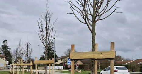 Saint-Didier-sur-Chalaronne. 18 arbres replant&eacute;s contre&nbsp;13&nbsp;abattus en 2025 (Acc&egrave;s r&eacute;serv&eacute; aux abonn&eacute;s) | L'Architecture, l'Urbanisme, l'Environnement, le Paysage et le Patrimoine... vus par le CAUE de l'Ain. | Scoop.it