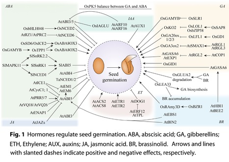 Advances in the molecular regulation of seed germination in plants - Review | Plant hormones (Literature sources on phytohormones and plant signalling) | Scoop.it