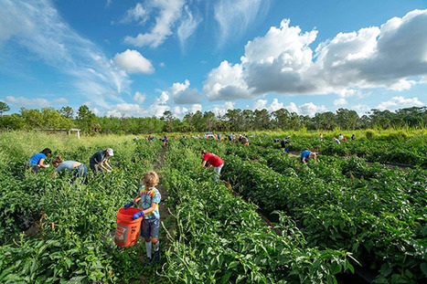 CROS Gleaning Projects Rescue 460,245 Pounds Of Produce | Industry 411 - Waste Management | Scoop.it