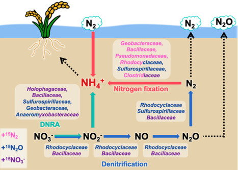 Ammonium-Generating Microbial Consortia in Paddy Soil Revealed by DNA-Stable Isotope Probing and Metatranscriptomics | mdpi | RMH | Scoop.it