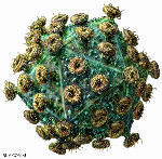 New genetic marker may protect some people against HIV | Virology News | Scoop.it