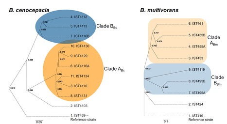 Comparative Evolutionary Patterns of Burkholderia cenocepacia and B. multivorans During Chronic Co-infection of a Cystic Fibrosis Patient Lung | iBB | Scoop.it