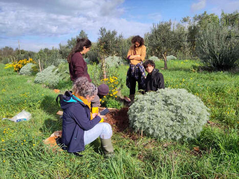 La prima mappatura delle AGROFORESTE nel MEDITERRANEO recupera pratiche sinergiche | CIHEAM Press Review | Scoop.it