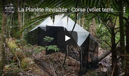 Nouvelle destination La Planète Revisitée : Corse 2019-2022 | EntomoNews | Scoop.it