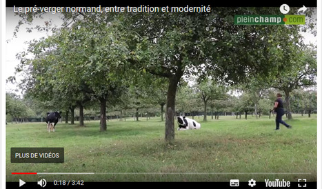 Le pré-verger normand, entre tradition et modernité : Des vaches dans un verger, ça peut fonctionner | Lait de Normandie... et d'ailleurs | Scoop.it