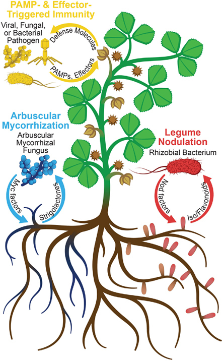 Frontiers in Plant Proteomics: Leveraging Proteomics to Understand Plant–Microbe Interactions (2012) | Plant-Microbe Symbiosis | Scoop.it
