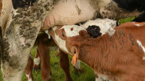Allaitement maternel et vaches nourrices pour l'élevage des génisses | Actualité Bétail | Scoop.it