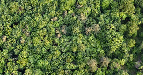 Webinaire - L’Observatoire des forêts françaises : ses données et ses usages - Portail IGN - IGN | Télédétection veille IST INRAE & AgroParisTech | Scoop.it