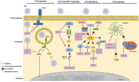 Frontiers | Epstein-Barr virus: the mastermind of immune chaos | Immunology | Scoop.it