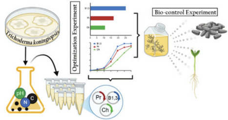 Enzymatic Strategies for Biocontrolling Phytopathogenic Fungi Using Trichoderma Koningiopsis LBM116 | emb | RMH | Scoop.it