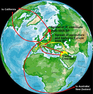 Mol Plant Pathol: Rhynchosporium commune: a persistent threat to barley cultivation (2012) | Plants and Microbes | Scoop.it