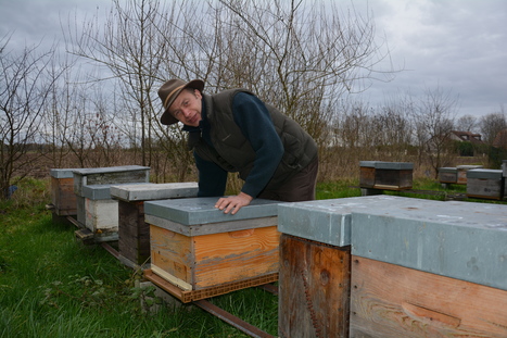 Les abeilles privées de gelée | Variétés entomologiques | Scoop.it