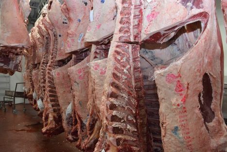 Canada. Bœuf Québec arrive en épicerie – Le Bulletin des agriculteurs | La Gazette des abattoirs | Scoop.it