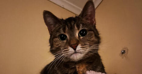 &rdquo;En ole koskaan tavannut kissaa, joka olisi niin ihmisrakas&rdquo; | Apu | 1Uutiset - Lukemisen t&auml;hden | Scoop.it