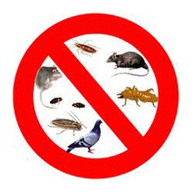 Gabon : Lutte anti-vectorielle : la guerre aux rats et aux insectes est déclarée | EntomoNews | Scoop.it