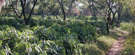 Face au changement climatique, l’Ouganda se lance dans la production de café Robusta en agroforesterie | Cirad | TRANSITION AGROECOLOGIQUE : PRATIQUES ET POLITIQUES AGRICOLES | Scoop.it