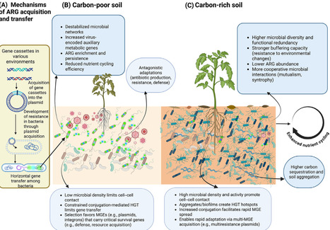 Soil carbon regulates antibiotic resistance gene dynamics | tin | RMH | Scoop.it