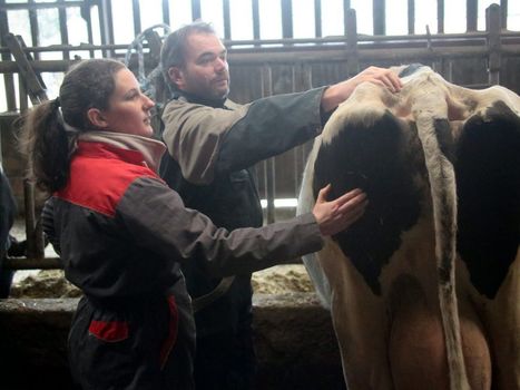 Profession : ostéopathe pour vaches | Lait de Normandie... et d'ailleurs | Scoop.it
