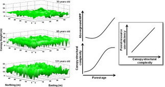 Maintaining high rates of carbon storage in old forests: A mechanism linking canopy structure to forest function | Ecosystèmes Tropicaux | Scoop.it