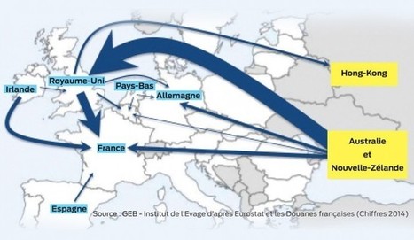 Un marché ovin en mouvement | Economie de l'Elevage | Scoop.it