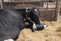 Faible fertilité chez les vaches laitières | Lait de Normandie... et d'ailleurs | Scoop.it