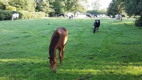 Le co-pâturage bovin/équin limite les refus et le risque parasitaire | Lait de Normandie... et d'ailleurs | Scoop.it