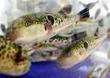 Tokyo chefs swell with anger over new blowfish laws | The Asian Food Gazette. | Scoop.it