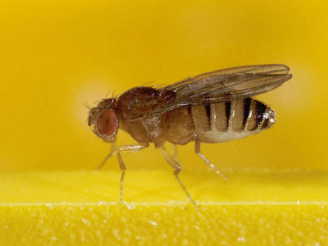 Confrontées à la mort, les mouches vieillissent plus vite | EntomoNews | Scoop.it