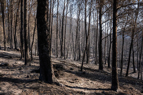 Le Parlement européen rejette le projet de loi sur la surveillance des forêts | Planète DDurable | Scoop.it