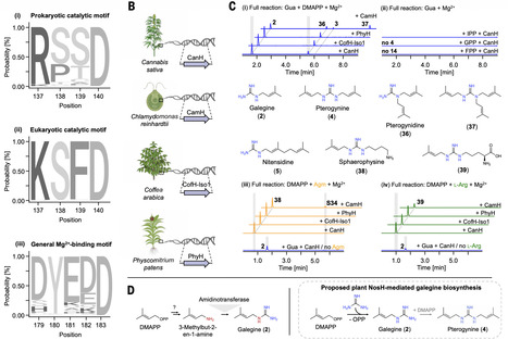 Natural product biosynthesis by guanidine prenyltransferases in plants and bacteria | sci | RMH | Scoop.it