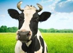 SCIENCE GONE MAD -  China Develops 300 Genetically Modified Dairy Cows for Human Breast Milk Production | YOUR FOOD, YOUR ENVIRONMENT, YOUR HEALTH: #Biotech #GMOs #Pesticides #Chemicals #FactoryFarms #CAFOs #BigFood | Scoop.it