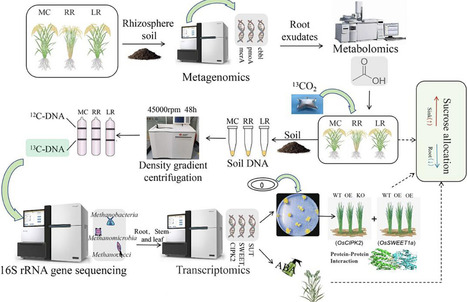 Ratoon Season Rice Reduces Methane Emissions by Limiting Acetic Acid Transport to the Rhizosphere and Inhibiting Methanogens | advS | RMH | Scoop.it