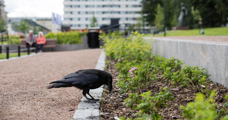 Jyv&auml;skyl&auml;ss&auml; on uusi julkkis: korppi &ndash; linnulle maistuu pikaruoka tai vaikka oksennus | Keski-Suomi | Yle | A1Uutiset | Scoop.it